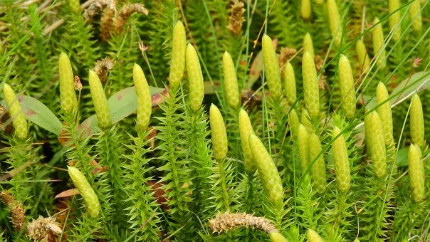 Rubrik_Naturschutz_Biodiv_pixabay-lycopodium-annotinum-1008522__340